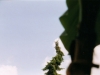 baum-mit-palmejpg_0.jpg