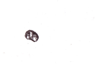 z_28-03-11_koepfe